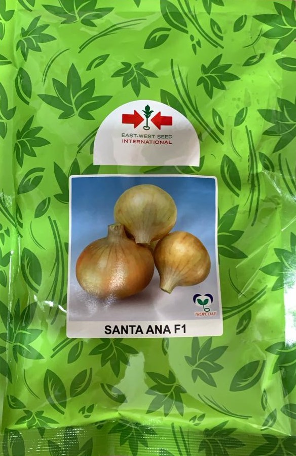CEBOLLA SANTA ANA F1 (100.000 SEMILAS) (E)