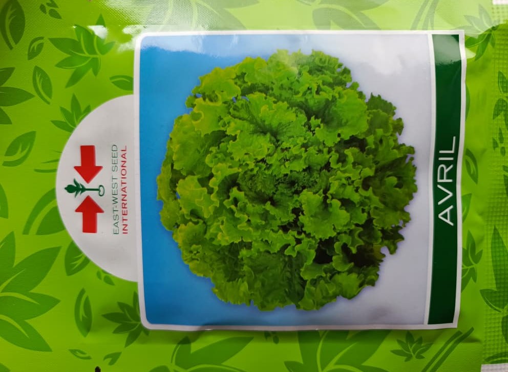 SEMILLA LECHUGA AVRIL (50 GR) (E)