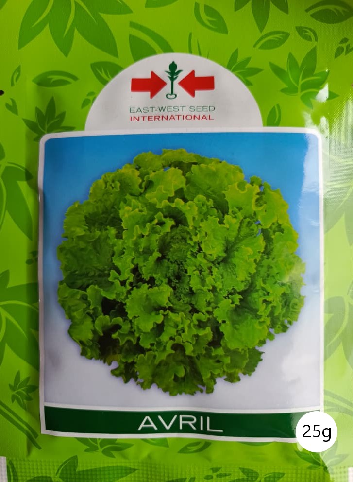 SEMILLA LECHUGA AVRIL (25 GR) (E)