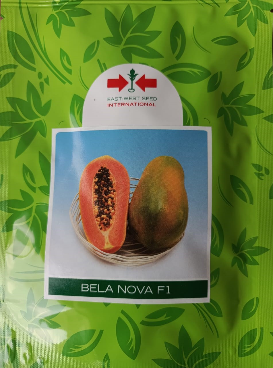 LECHOSA BELA NOVA F1 (1.000 SEMILAS) (E)