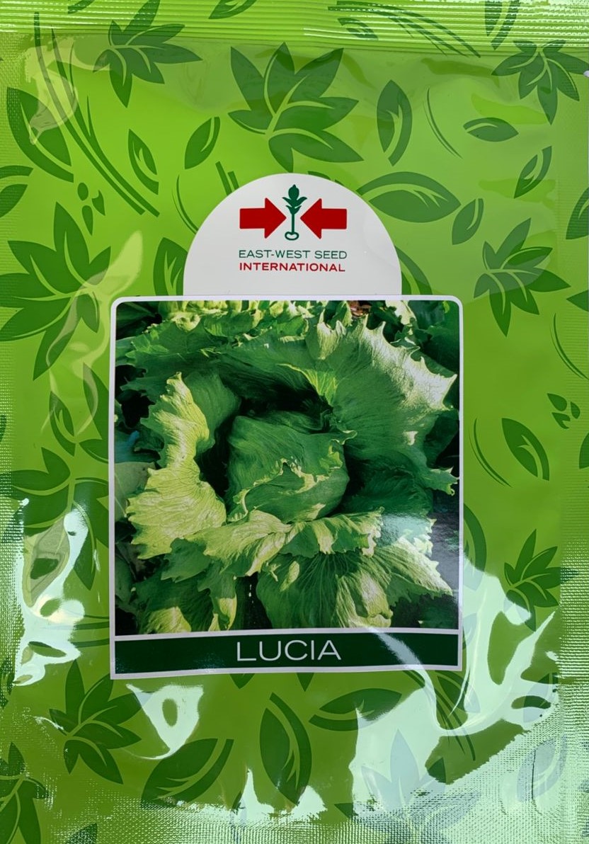 SEMILLA LECHUGA LUCIA (50 GR)     (E)